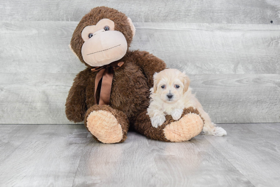 Funny Maltipoo Poodle Mix Pup