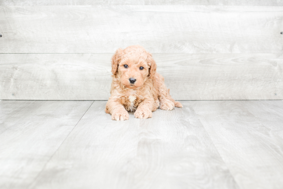 Happy Mini Goldendoodle Baby