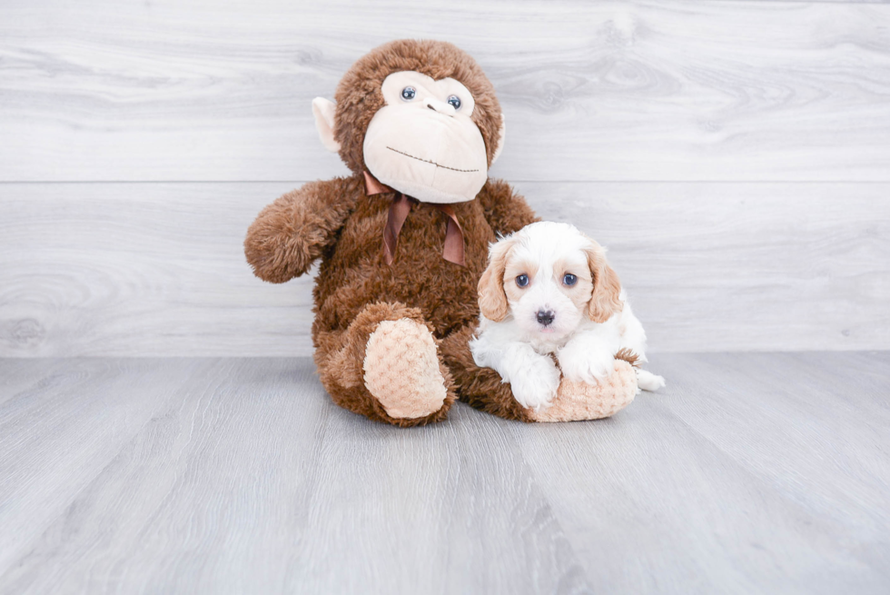 Smart Cavapoo Poodle Mix Pup