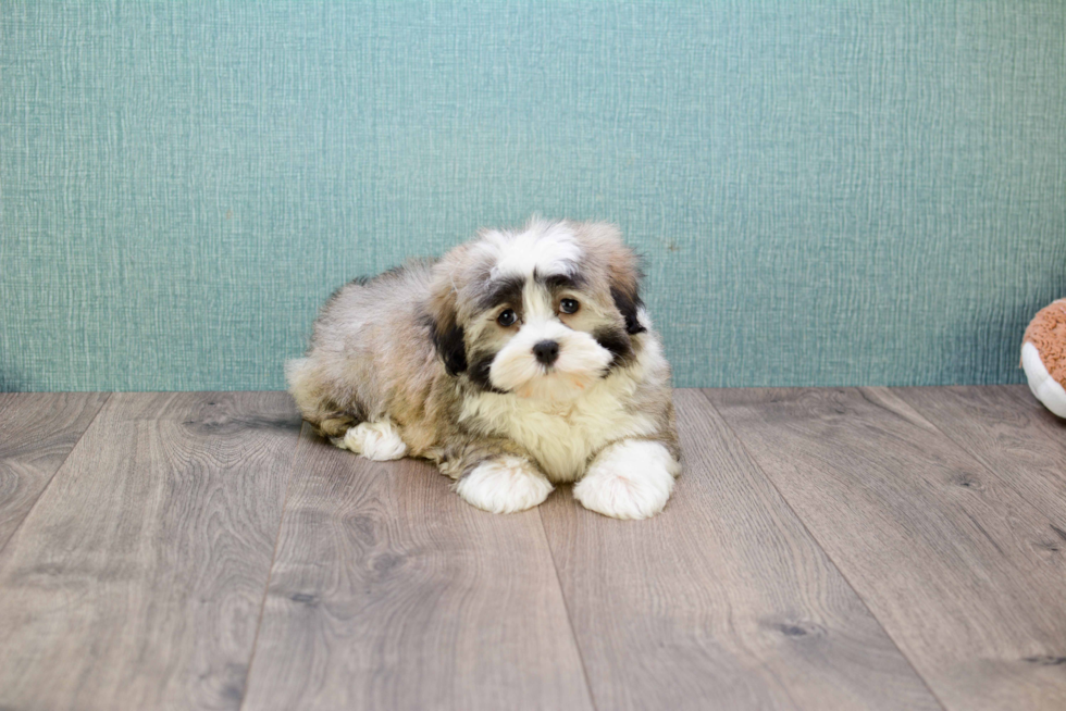 Havanese Puppy for Adoption