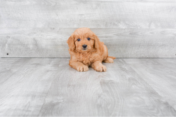 Mini Goldendoodle Puppy for Adoption