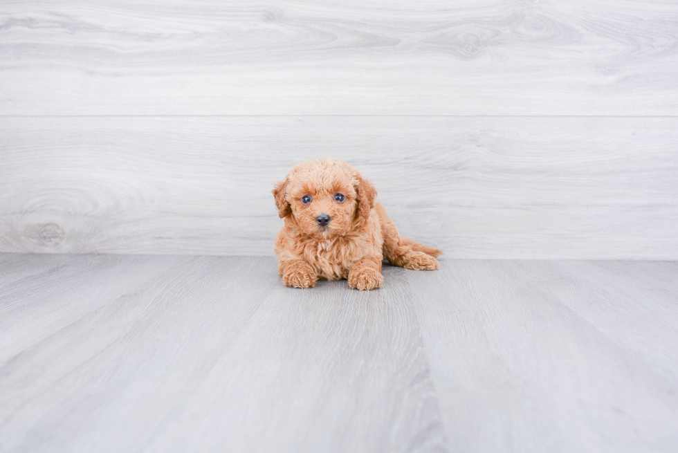 Mini Goldendoodle Pup Being Cute