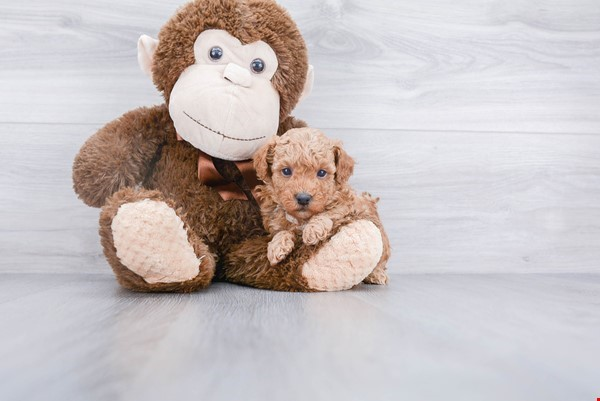 Friendly Poodle Purebred Pup