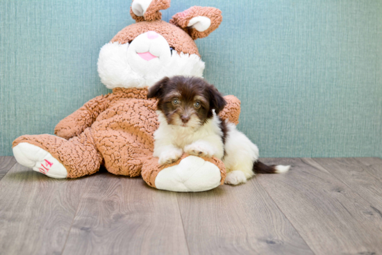 Adorable Havanese Purebred Puppy