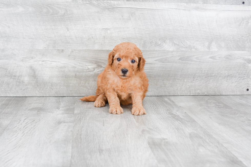 Mini Goldendoodle Pup Being Cute