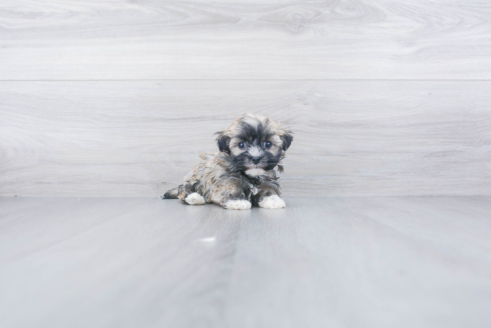 Popular Havanese Baby