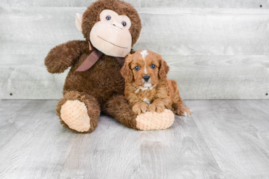 Happy Cavapoo Baby