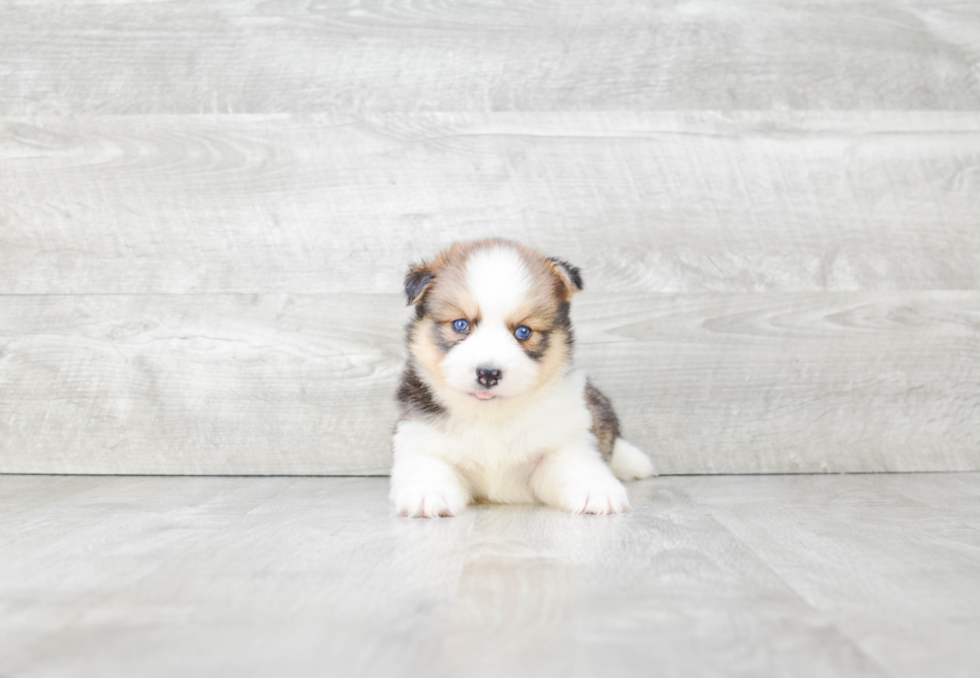 Pomsky Puppy for Adoption