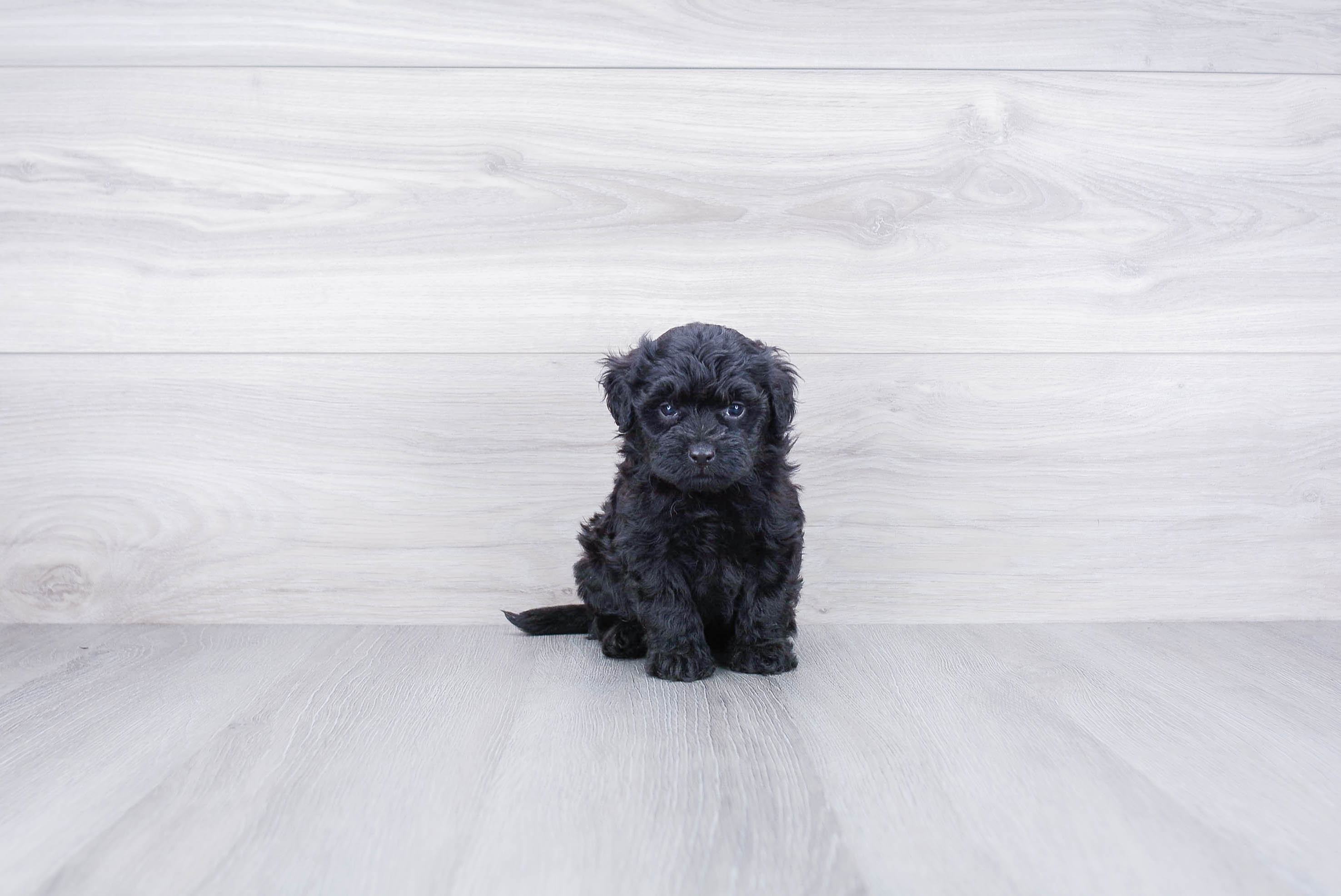Playful Bernadoodle Poodle Mix Puppy
