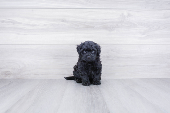 Playful Bernadoodle Poodle Mix Puppy