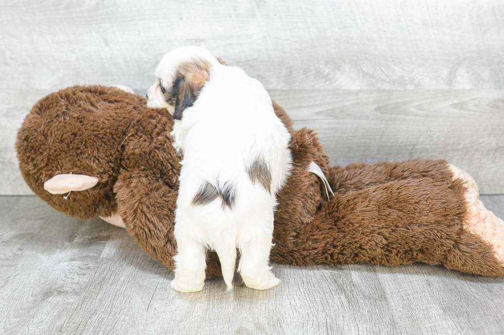 Cavachon Puppy for Adoption