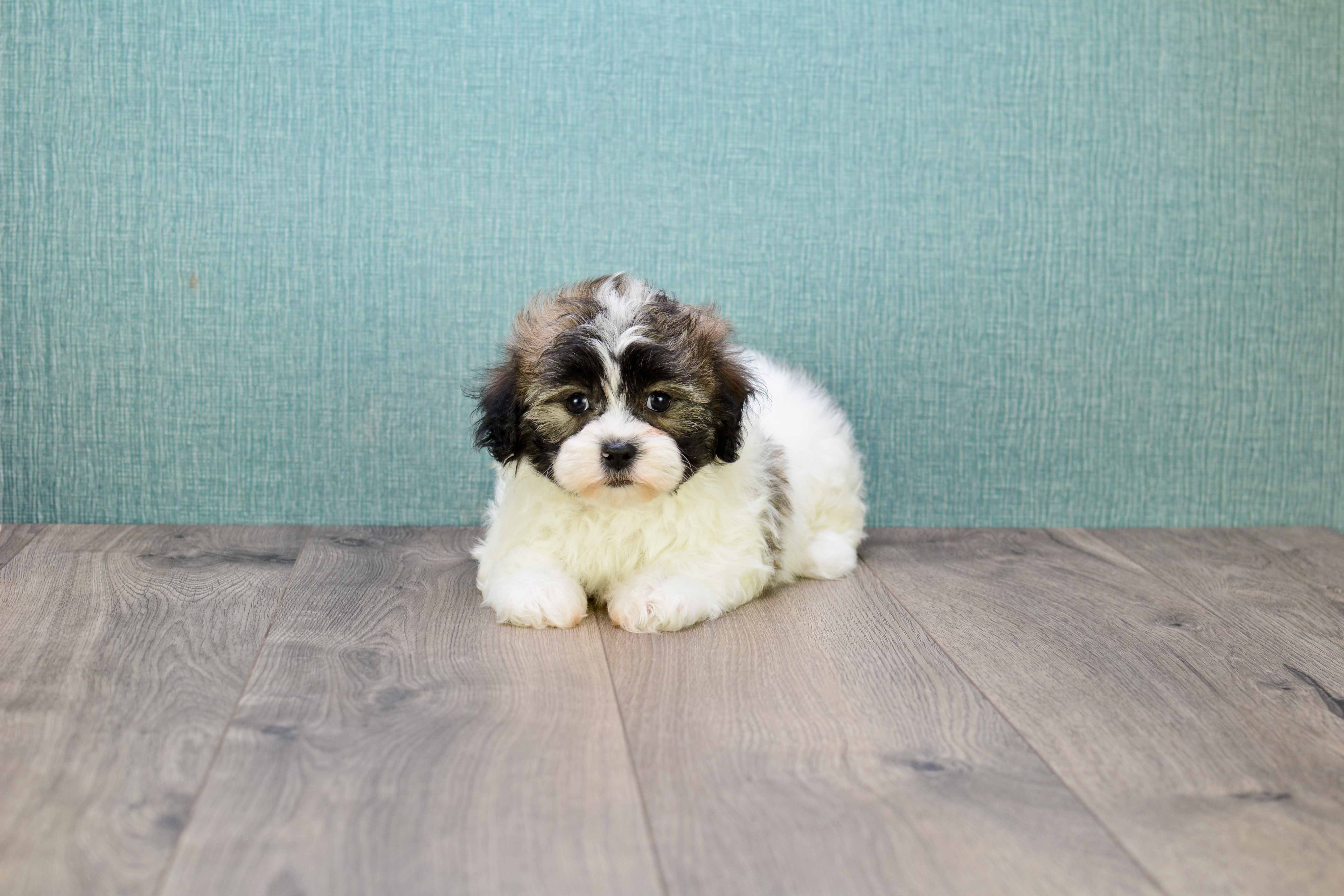 Adorable Shitzu Designer Puppy