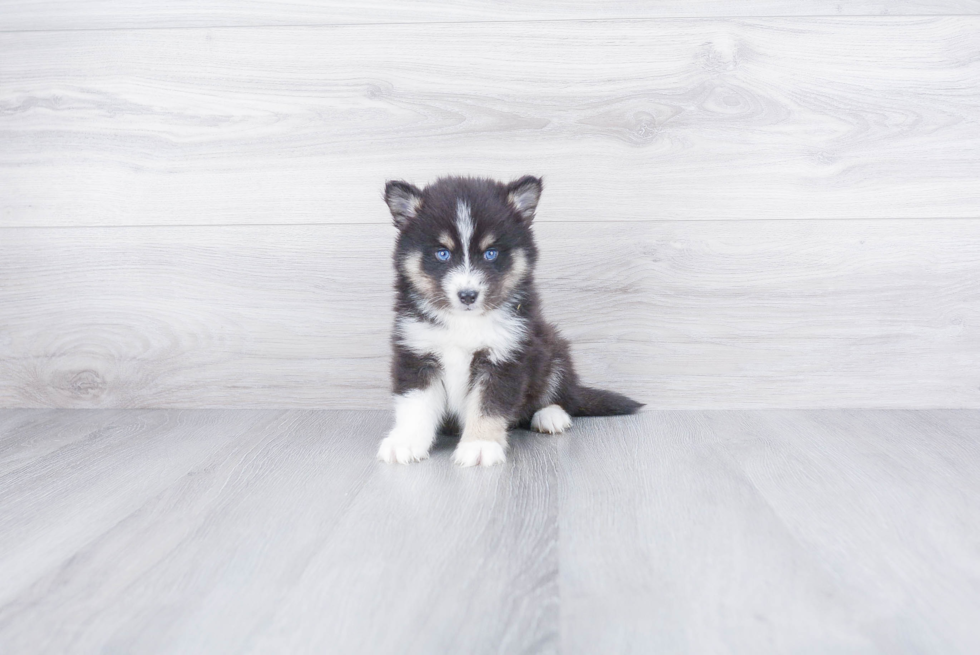 Best Pomsky Baby