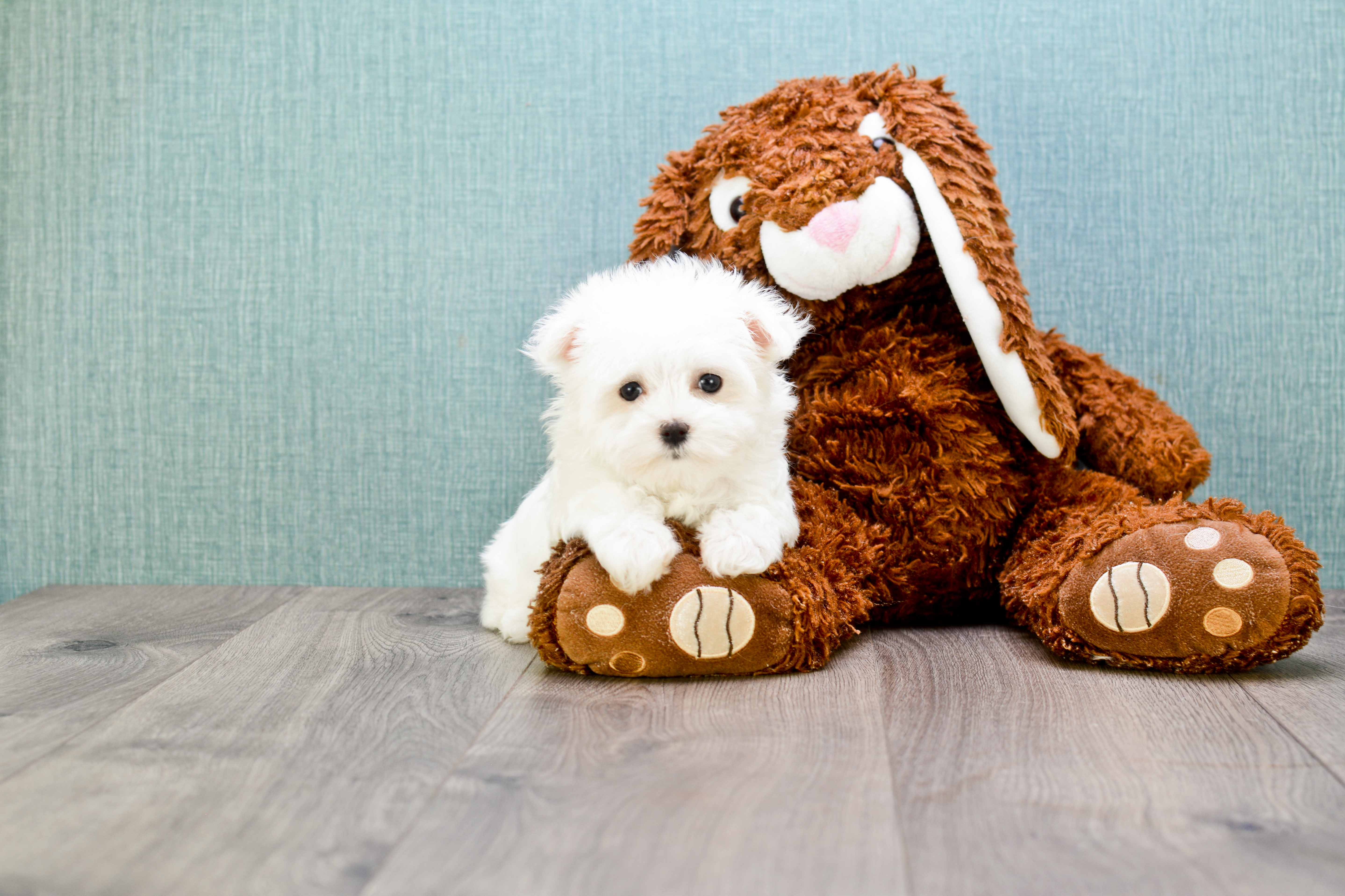 Best Maltese Baby