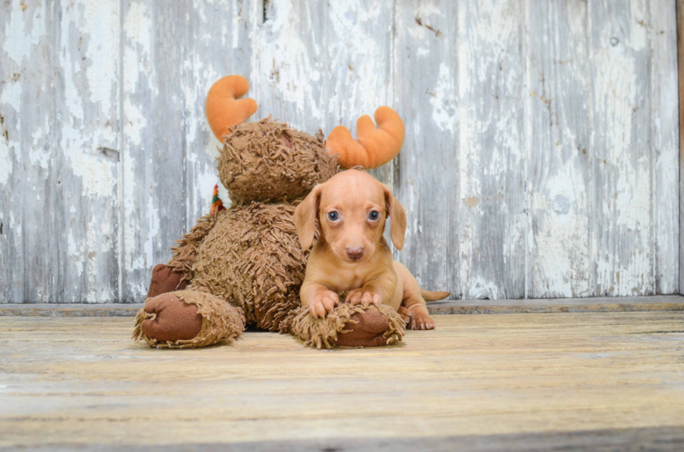 Dachshund Puppy for Adoption