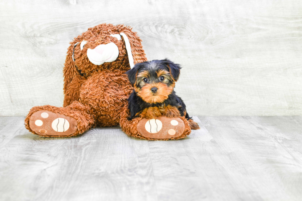 Meet Izzie - our Yorkshire Terrier Puppy Photo 