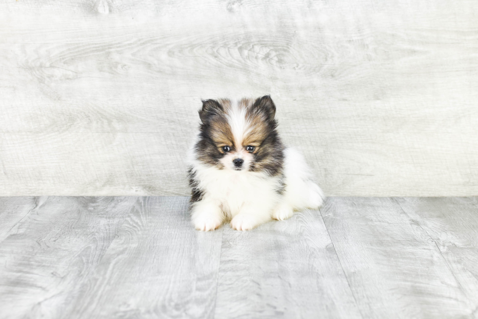 Happy Pomeranian Purebred Puppy