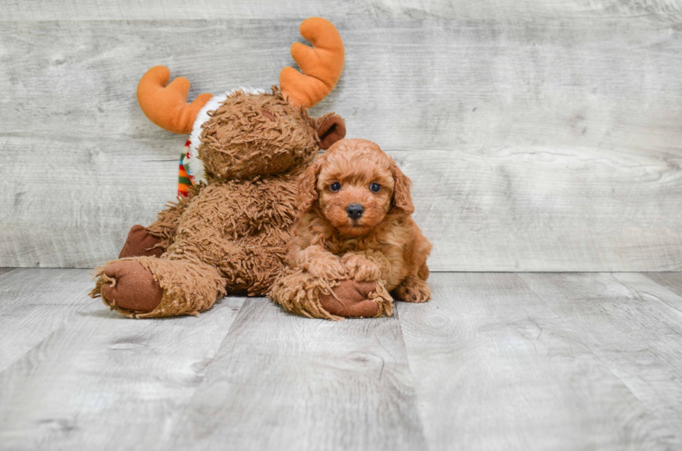 Playful Cavoodle Poodle Mix Puppy