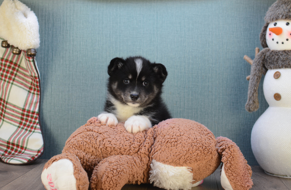 Best Pomsky Baby