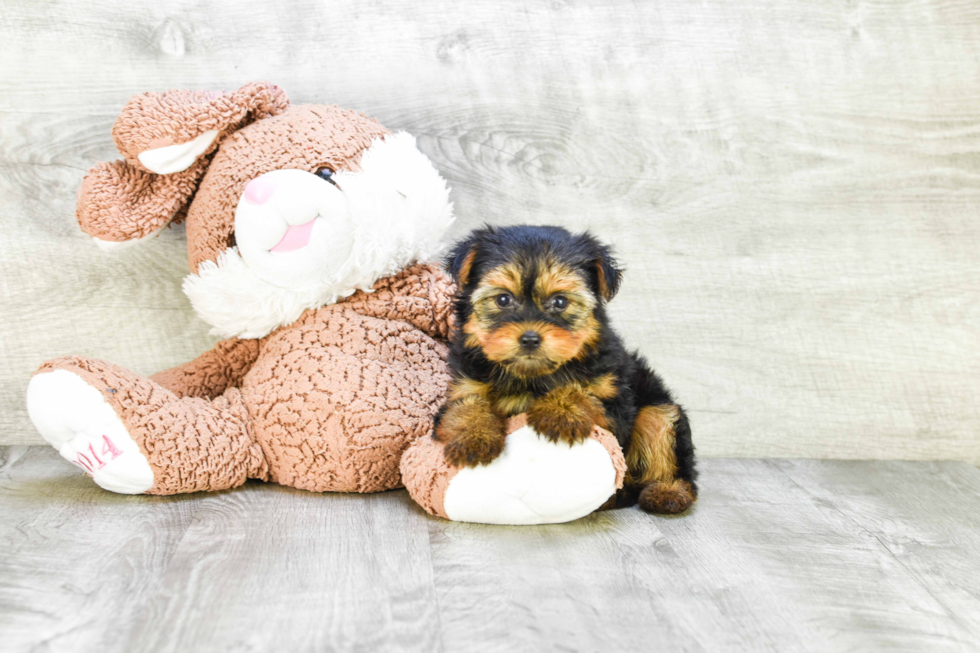 Meet Mandy - our Yorkshire Terrier Puppy Photo 