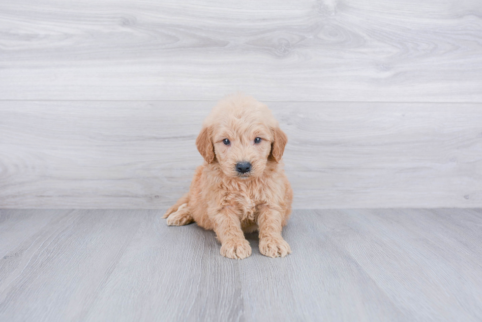 Friendly Mini Goldendoodle Baby