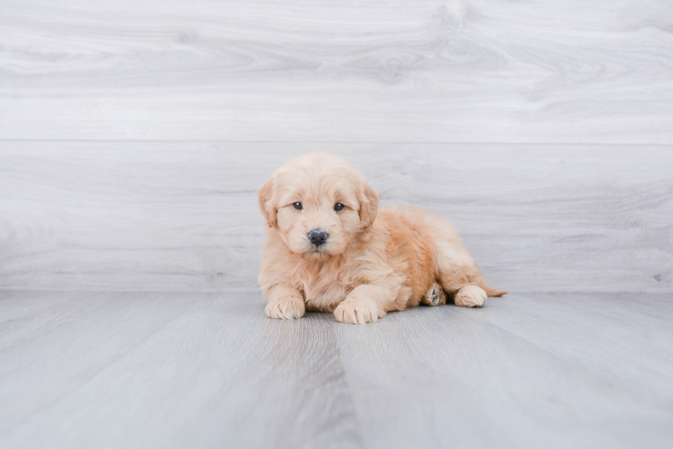 Best Mini Goldendoodle Baby