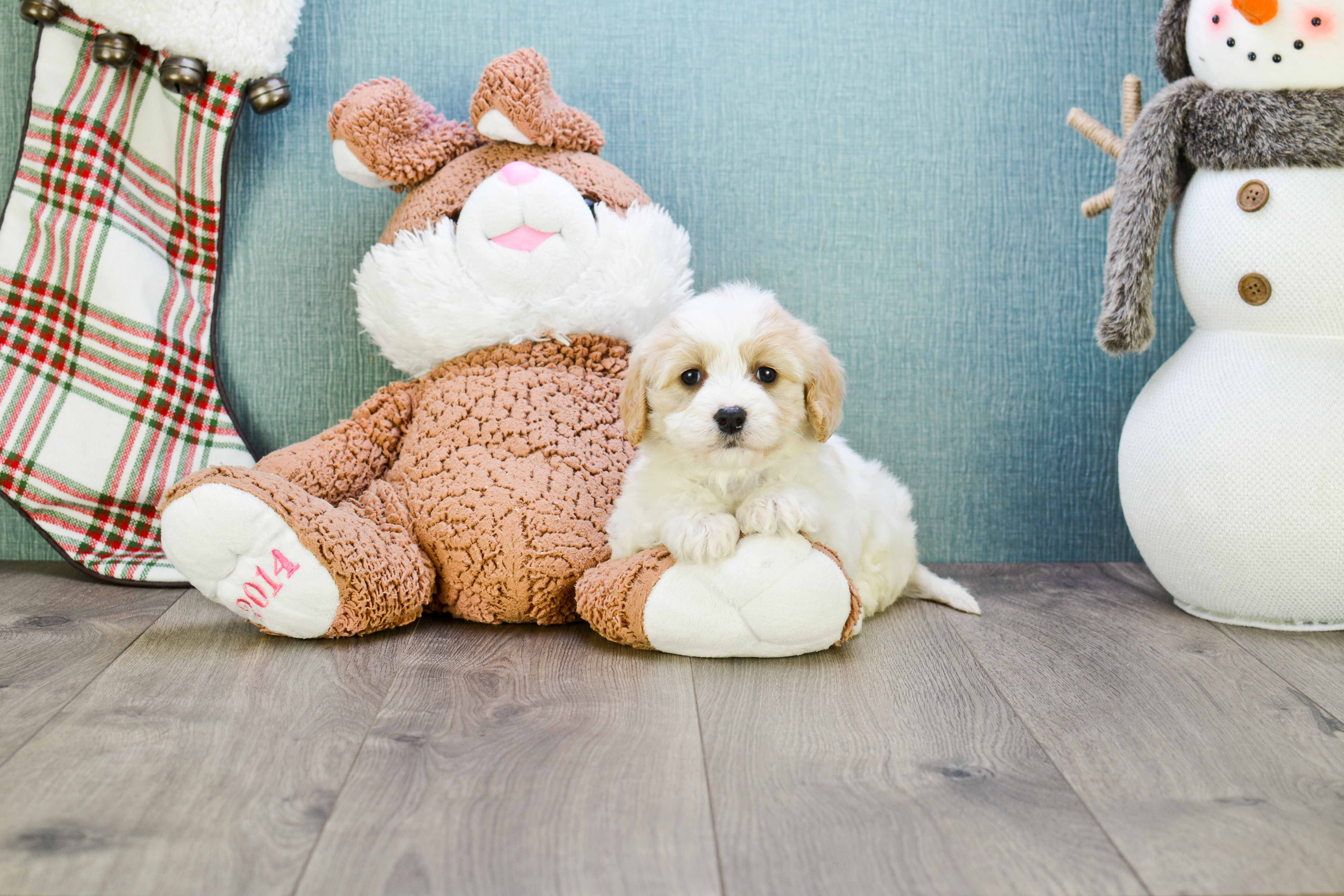 Cavachon Pup Being Cute