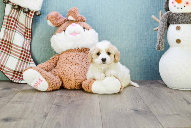 Cavachon Pup Being Cute