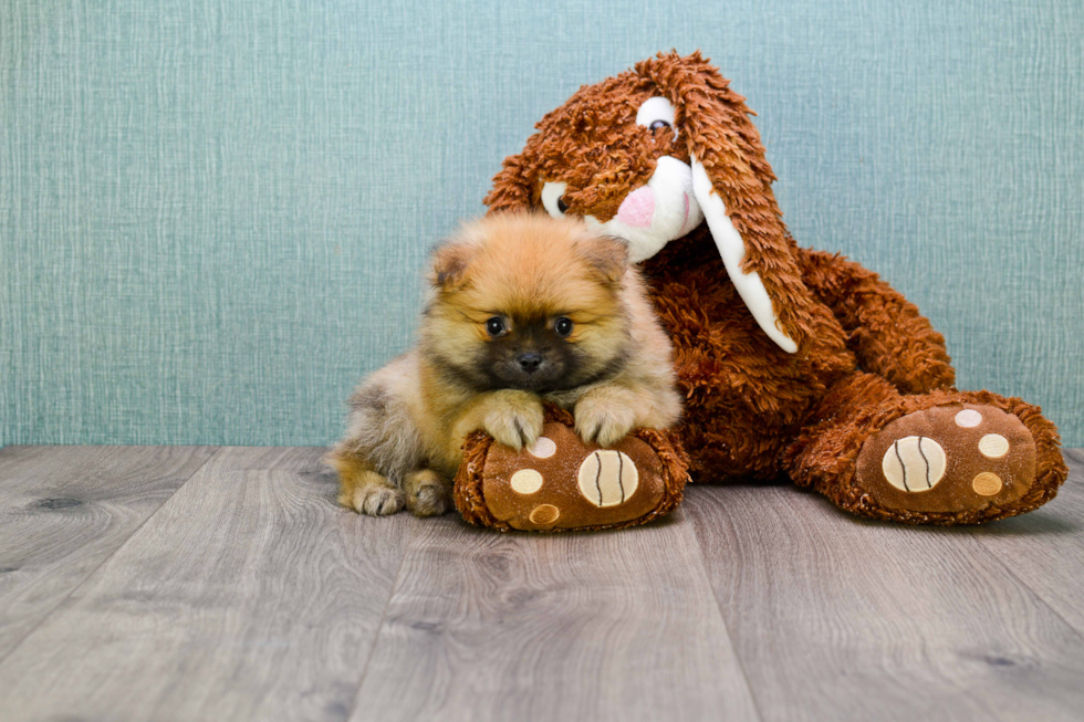 Playful Pomeranian Baby