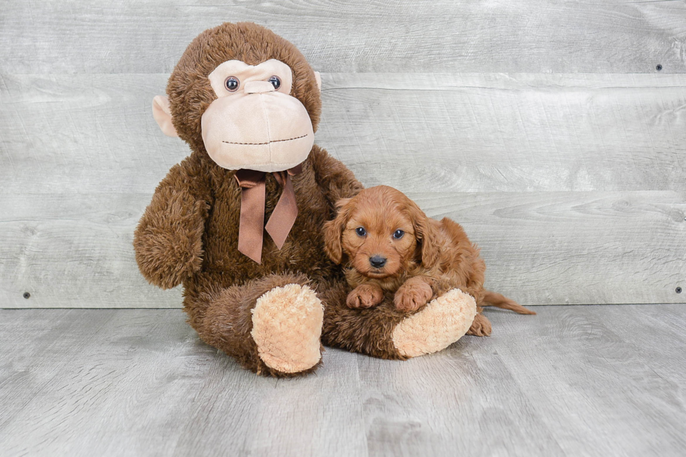 Cavapoo Puppy for Adoption