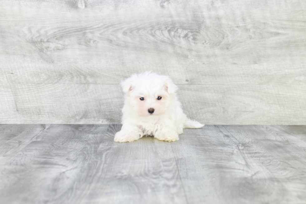 Adorable Maltese Purebred Puppy