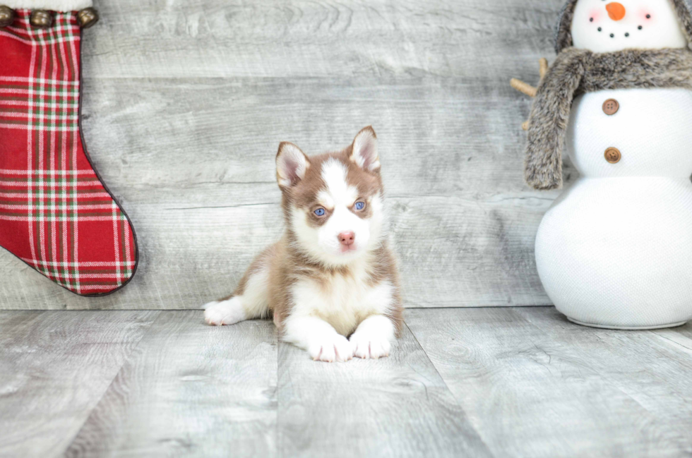 Happy Pomsky Baby