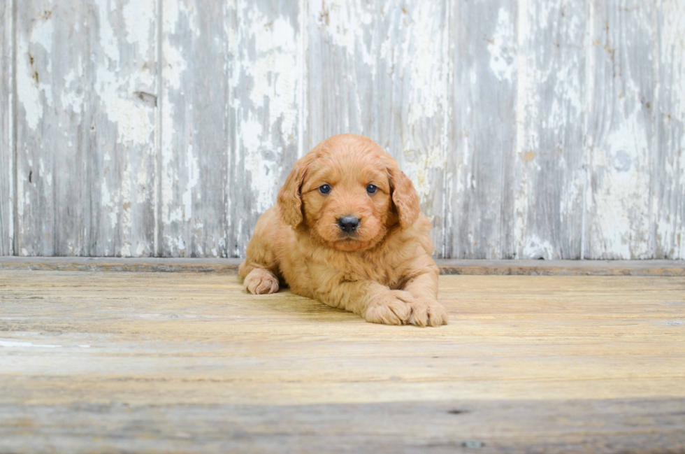 Mini Goldendoodle Puppy for Adoption