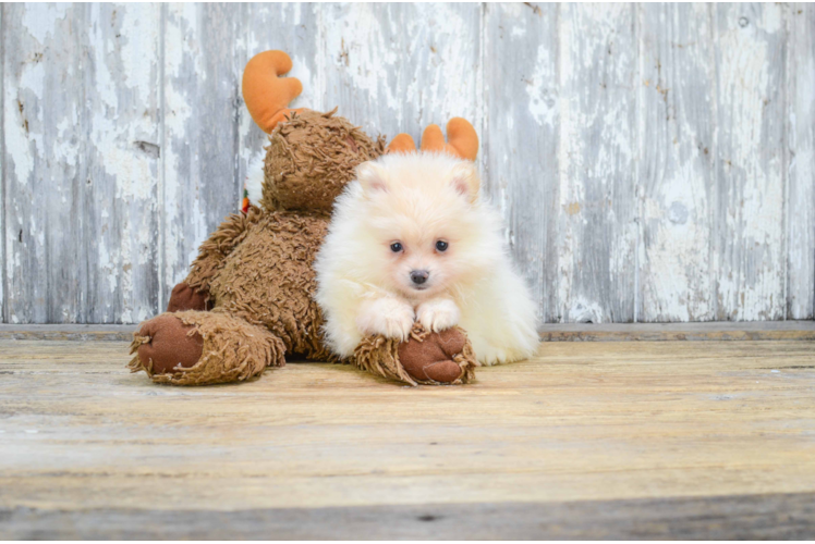 Best Pomeranian Baby