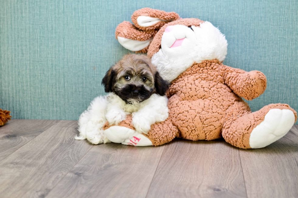 Havanese Pup Being Cute