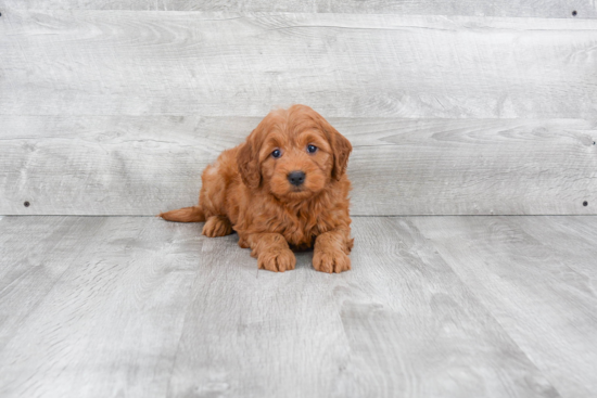 Best Mini Goldendoodle Baby