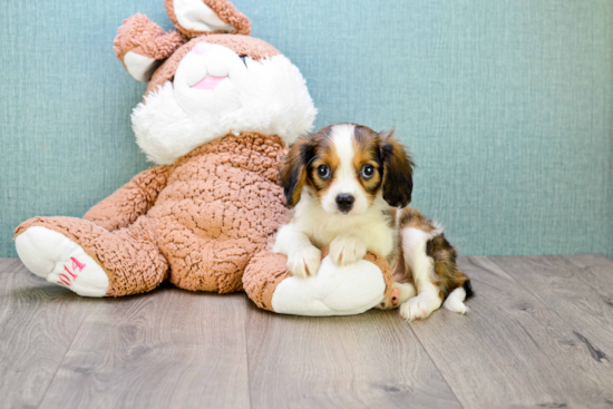 Best Cavachon Baby