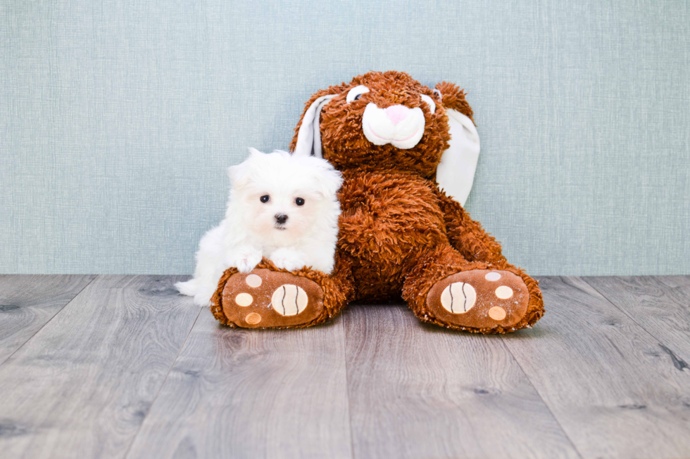 Hypoallergenic Maltese Baby