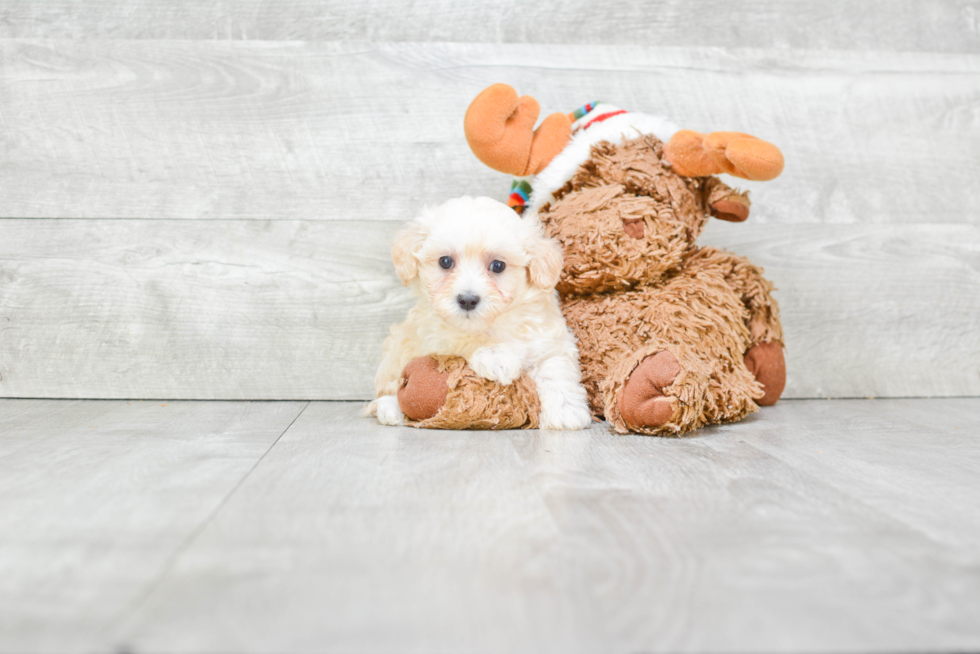 Maltipoo Puppy for Adoption