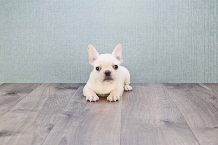 French Bulldog Pup Being Cute