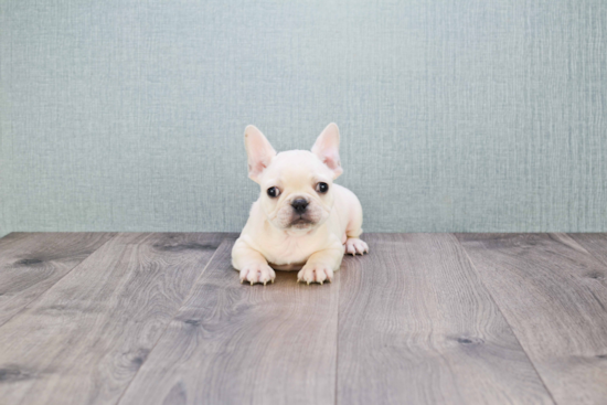 French Bulldog Pup Being Cute