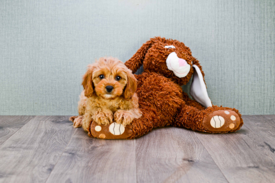 Cavapoo Pup Being Cute