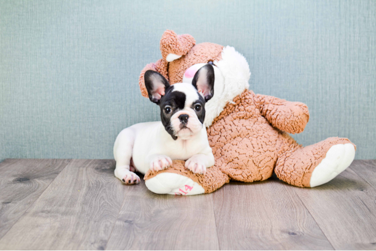 Best French Bulldog Baby