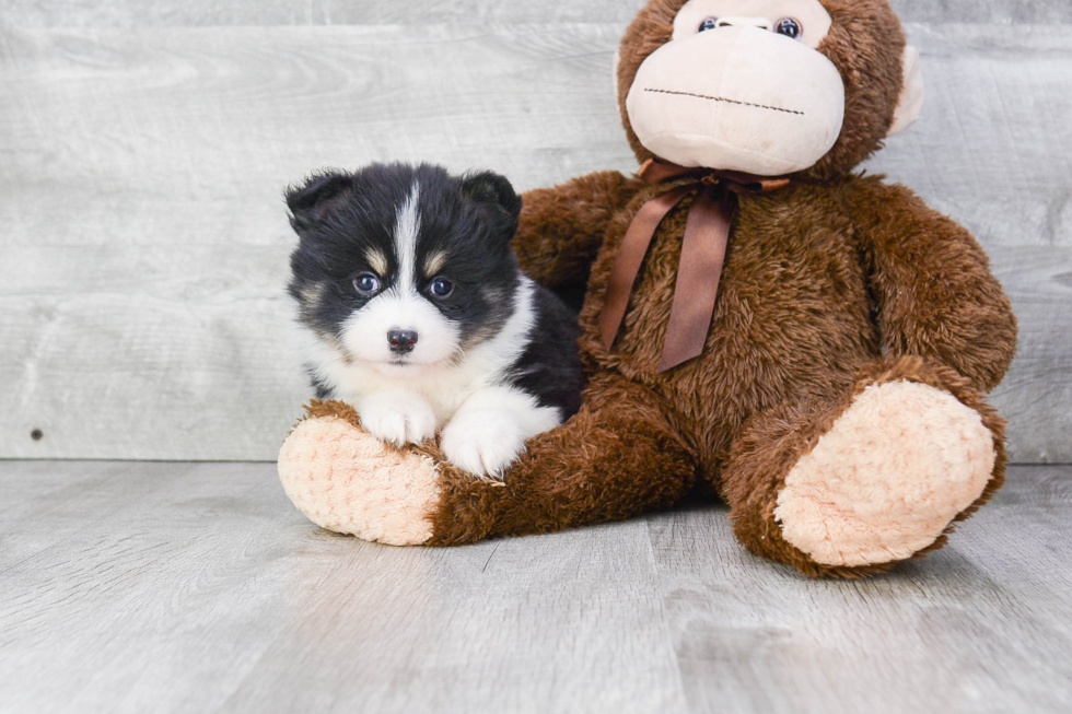 Smart Pomsky Designer Pup