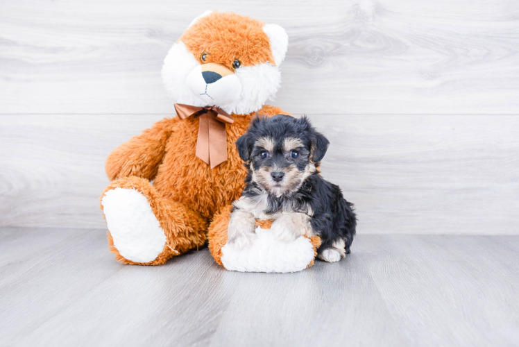 Funny Morkie Designer Pup