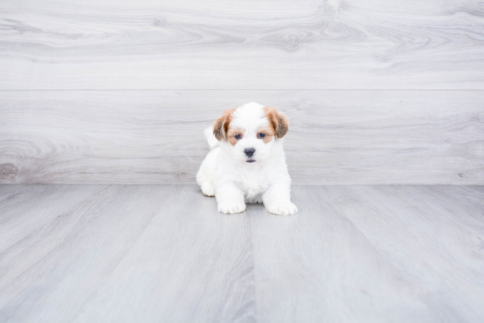 Teddy Bear Puppy for Adoption