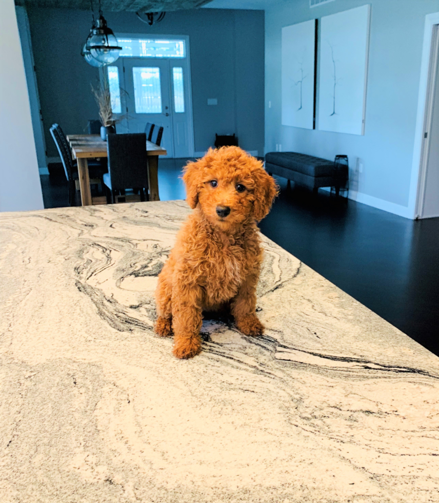 Mini Goldendoodle Pup Being Cute