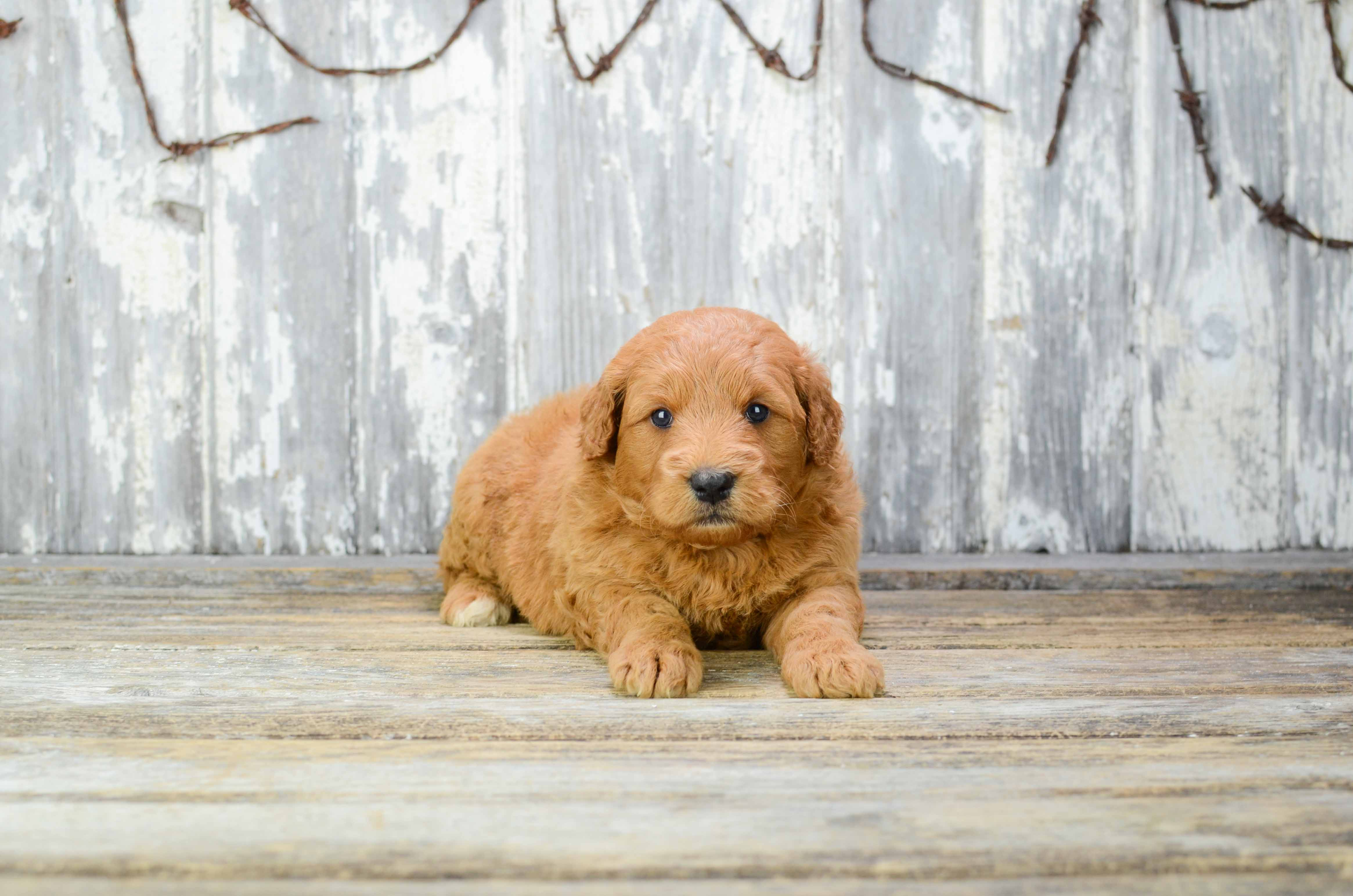Best Mini Goldendoodle Baby