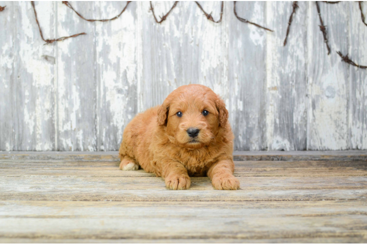 Best Mini Goldendoodle Baby