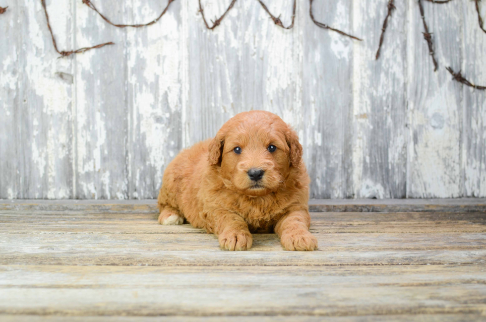 Best Mini Goldendoodle Baby